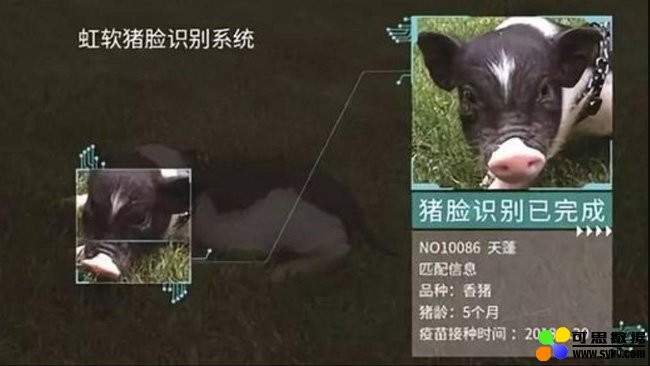 “人脸识别”事故频发，“猪脸识别”却很靠谱！阿里巴巴赌对了