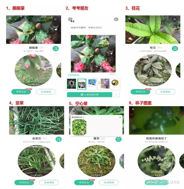 五一出游赏花草，你一定需要这款“形色”