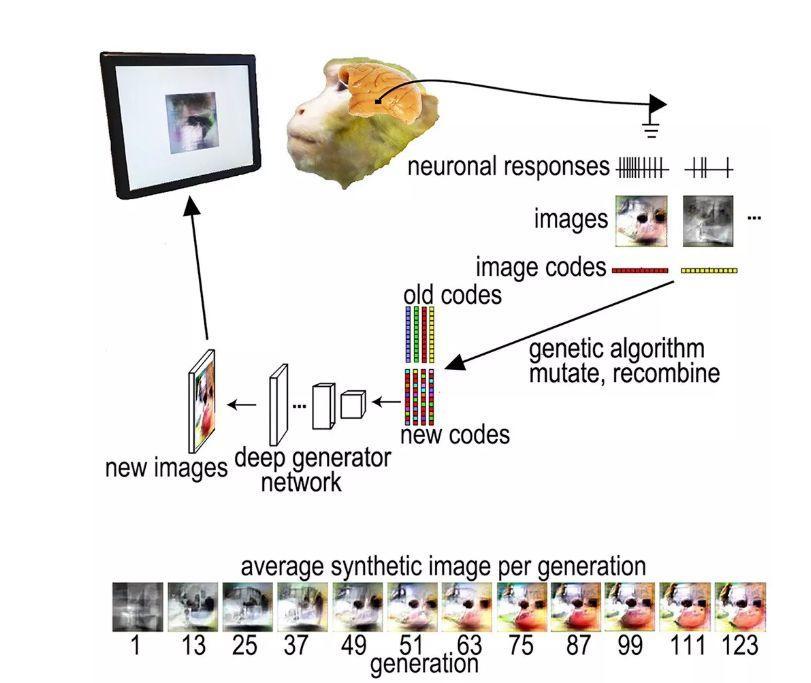 用图像控制猴子大脑，哈佛大学是如何用算法“造梦”的？