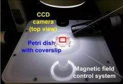 新突破！韩国科学家用机器人「体外操控」了小