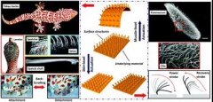 加州大学研究表明3D打印液晶弹性体可造出变形结